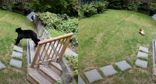 Illustration de l'article : Un minuscule Loulou de Poméranie fait courageusement face à un ours ayant détruit la clôture pour s'introduire chez ses maîtres