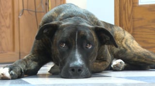Illustration de l'article : Un chien de refuge passe par la case prison pour la bonne cause et apprend son futur métier à la ferme