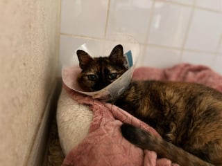 Illustration de l'article : "Pourquoi personne ne s’arrête sur elle ?", cette chatte de 8 ans n’arrive pas à trouver sa famille et espère trouver un foyer
