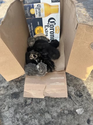 Illustration de l'article : Les clients d'un magasin de bricolage assistent ébahis à l'abandon d'une portée de chatons de quelques jours sur le parking, une bénévole passe à l'action 