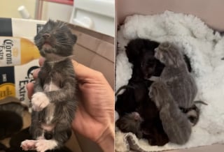 Illustration de l'article : Les clients d'un magasin de bricolage assistent ébahis à l'abandon d'une portée de chatons de quelques jours sur le parking, une bénévole passe à l'action 