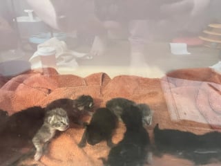 Illustration de l'article : Les clients d'un magasin de bricolage assistent ébahis à l'abandon d'une portée de chatons de quelques jours sur le parking, une bénévole passe à l'action 