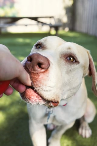 Illustration de l'article : L'amour frappe à la porte d'un refuge pour une chienne en pleine séance photo censée l'aider à rebondir