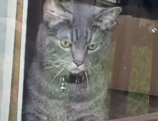 Illustration de l'article : Le regard noir lancé par une chatte à son humain car il nourrit un chat errant annonce pourtant une belle histoire d'amitié (vidéo)