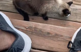 Illustration de l'article : Le regard noir lancé par une chatte à son humain car il nourrit un chat errant annonce pourtant une belle histoire d'amitié (vidéo)