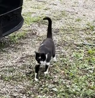 Illustration de l'article : "Je ne sais même pas comment il est entré", elle découvre que le chat qui lui fait face depuis plusieurs minutes n'est pas le sien (vidéo)