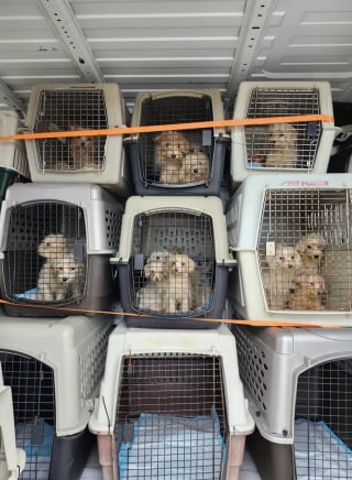 Illustration de l'article : Trouvés abandonnés dans un parc, 40 chiens ont été répartis dans 4 associations afin d’espérer une meilleure vie (vidéo)