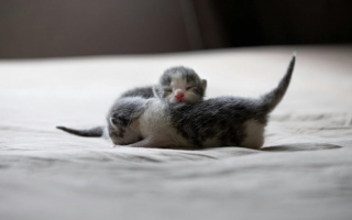 Illustration de l'article : Trouvée errante, cette chatte est récupérée par une association qui avait recueilli ses chatons quelques jours plus tôt seulement