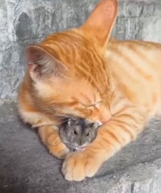 Illustration de l'article : Contre toute attente, un chat roux et une petite souris destinés à être ennemis deviennent amis pour la vie (vidéo)