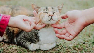 Illustration de l'article : 4 endroits où les chats aiment particulièrement être caressés