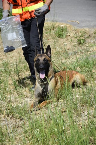 Illustration de l'article : Un Malinois promis à l’euthanasie devient apprenti chien pompier grâce à un sauveteur qui a cru en lui