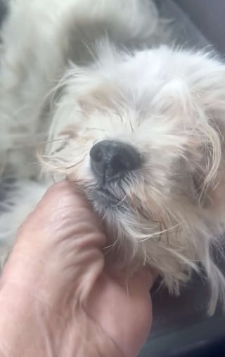 Illustration de l'article : « Une pauvre chienne, abandonnée comme un déchet » pour cause de déménagement retrouve la joie de vivre grâce à des bons samaritains