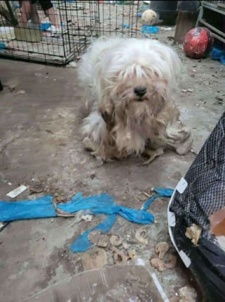 Illustration de l'article : « Une pauvre chienne, abandonnée comme un déchet » pour cause de déménagement retrouve la joie de vivre grâce à des bons samaritains