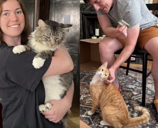 Illustration de l'article : 2 chats qui erraient dans des quartiers opposés deviennent les meilleurs amis au monde grâce à un couple en lune de miel