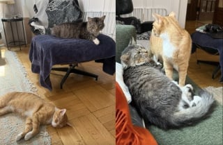 Illustration de l'article : 2 chats qui erraient dans des quartiers opposés deviennent les meilleurs amis au monde grâce à un couple en lune de miel