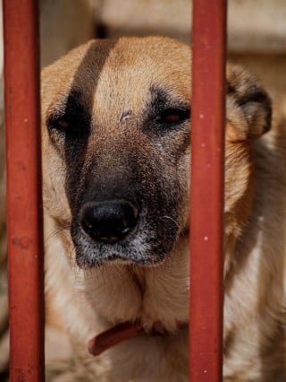 Illustration de l'article : "On a pu les sortir de cet enfer", un signalement permet aux gendarmes de libérer 13 chiens détenus dans un squat insalubre