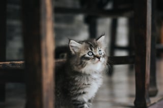 Illustration de l'article : Coincé derrière un phare de voiture, un chaton chanceux survit à un trajet de 500 kilomètres