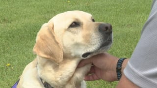 Illustration de l'article : Grâce à l’instinct de son Labrador, un ancien militaire échappe à un AVC qui aurait pu lui être fatal (vidéo)