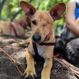 Illustration de l'article : « Son début de vie ? Brutal », ce chien trouvé en piteux état respire la joie de vivre, malgré les épreuves, et cherche des adoptants aimants
