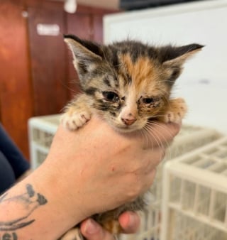 Illustration de l'article : Initialement venue faire un devis, cette femme permet de sauver près de 50 chats de leur condition de vie misérable