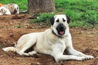 Illustration de l'article : Coincée 16 heures dans un ravin inondé, une chienne survit à sa mésaventure grâce à un collier GPS