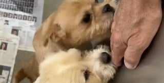 Illustration de l'article : Dans l'appartement d'une vieille dame peuplé de cent chiens, 5 nouveau-nés incarnent l’espoir et la résilience