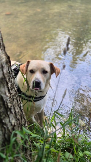 Illustration de l'article : Un chien erre pendant une semaine après l’hospitalisation de son maître SDF jusqu’à ce que de bonnes âmes interviennent