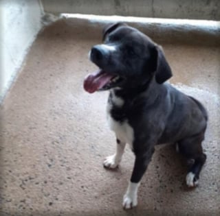 Illustration de l'article : « Je veux juste rattraper le temps perdu et être aimé » : lâchement abandonné, ce chien est ignoré par les adoptants