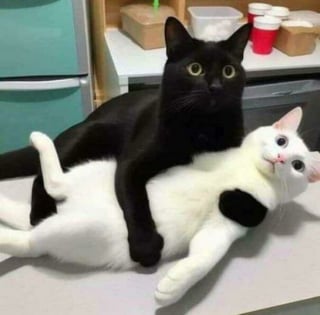 Illustration de l'article : 20 photos drôles de chats qui ne trompent pas leur réputation