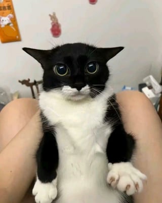 Illustration de l'article : 20 photos drôles de chats qui ne trompent pas leur réputation
