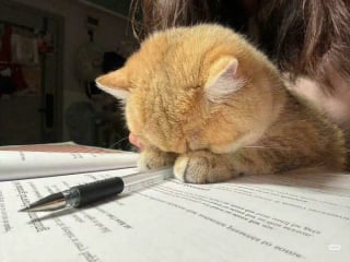 Illustration de l'article : 20 photos drôles de chats qui ne trompent pas leur réputation