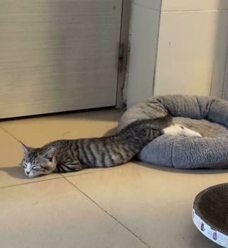 Illustration de l'article : 20 photos drôles de chats qui ne trompent pas leur réputation