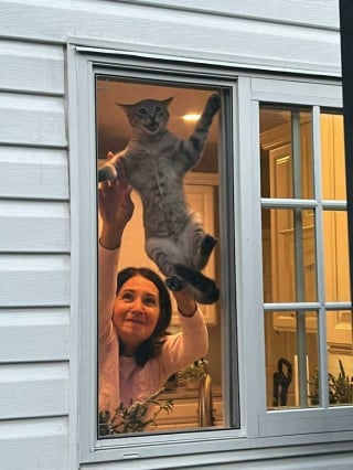 Illustration de l'article : 20 photos drôles de chats qui ne trompent pas leur réputation