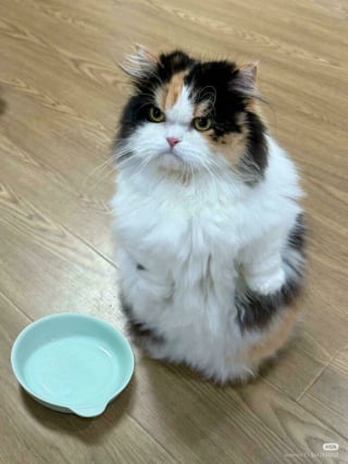 Illustration de l'article : 20 photos drôles de chats qui ne trompent pas leur réputation