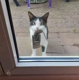 Illustration de l'article : 20 photos drôles de chats qui ne trompent pas leur réputation
