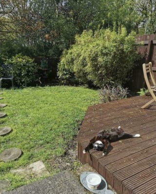 Illustration de l'article : 20 photos drôles de chats qui ne trompent pas leur réputation