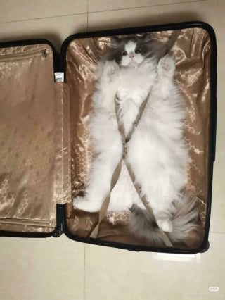 Illustration de l'article : 20 photos drôles de chats qui ne trompent pas leur réputation