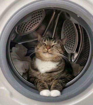 Illustration de l'article : 20 photos drôles de chats qui ne trompent pas leur réputation