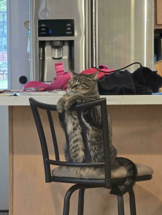 Illustration de l'article : 20 photos drôles de chats qui ne trompent pas leur réputation