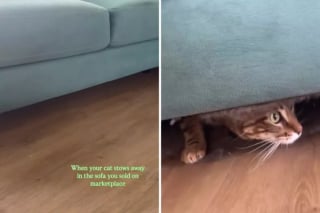 Illustration de l'article : Elle vend son vieux canapé en ligne sans savoir que son chat s’était caché à l’intérieur (vidéo)