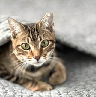 Illustration de l'article : Elle vend son vieux canapé en ligne sans savoir que son chat s’était caché à l’intérieur (vidéo)