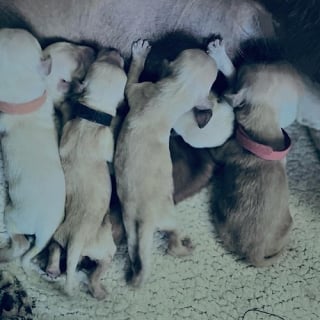 Illustration de l'article : 13 chiots retrouvés seuls, mais leur famille était bien plus proche qu’on ne le pensait