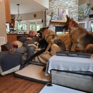 Illustration de l'article : Bless&eacute; par balle au visage, ce chien surmonte son traumatisme et s'offre une nouvelle vie dans une famille aimante avec 2 cong&eacute;n&egrave;res bienveillants