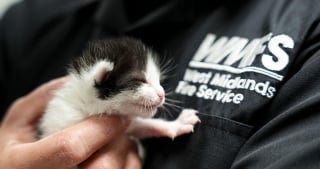 Illustration de l'article : Tombé dans un trou de 4 mètres juste après sa naissance, ce chaton a déjà l’âme d’un battant 