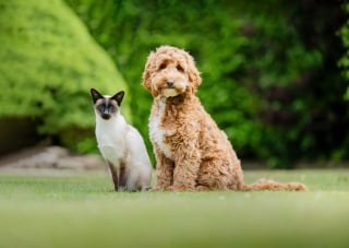 Illustration de l'article : Ce chat patient et amical joue un rôle clé dans la formation des chiens d'assistance pour personnes sourdes
