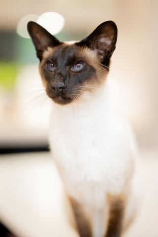 Illustration de l'article : Ce chat patient et amical joue un rôle clé dans la formation des chiens d'assistance pour personnes sourdes