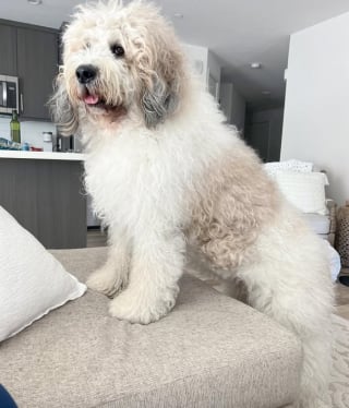 Illustration de l'article : Concentré sur son maître qui prépare le dîner, ce chien fait semblant de ne pas entendre sa maîtresse (vidéo) 