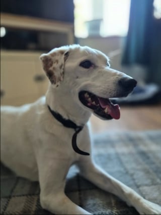 Illustration de l'article : Ce chien sourd s'illumine chaque fois que ses humains lui font comprendre qu'ils l'emmènent en promenade (vidéo)