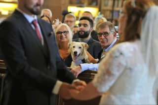 Illustration de l'article : Ce chien sourd s'illumine chaque fois que ses humains lui font comprendre qu'ils l'emmènent en promenade (vidéo)