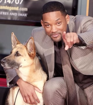 Illustration de l'article : Très attaché à la chienne avec qui il a joué dans le film "Je suis une légende", Will Smith décide de lui rendre un hommage poignant (vidéo)
